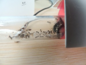 [Blog] The Lasius family - Lasius niger, DSCN6301.JPG