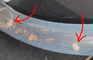[BLOG] Camponotus sanctus de Bouboulou, IMG_20260422_113510~2.jpg