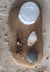 [BLOG] Camponotus sanctus de Bouboulou, IMG_20260422_113534.jpg