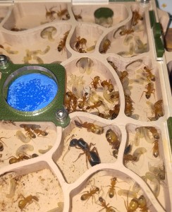 [BLOG] Camponotus sanctus de Bouboulou, IMG_20260422_113454.jpg