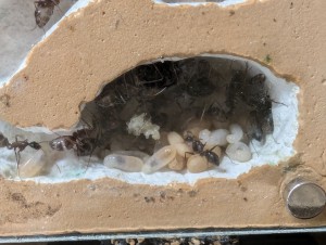 01/04/2026, [Blog] Camponotus barbaricus de Mimiti