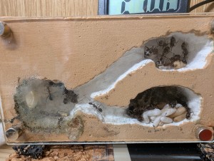 22/04/2026, [Blog] Camponotus barbaricus de Mimiti