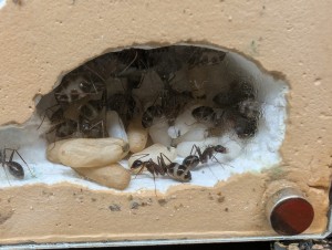 18/04/2025, [Blog] Camponotus barbaricus de Mimiti