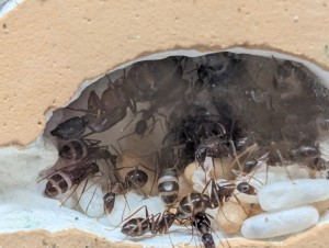 19/04/2026, [Blog] Camponotus barbaricus de Mimiti