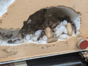 25/04/2026, [Blog] Camponotus barbaricus de Mimiti