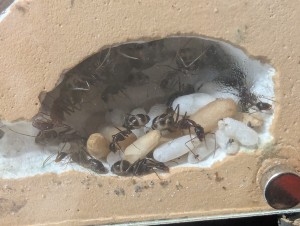 27/04/2026, [Blog] Camponotus barbaricus de Mimiti