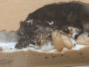 La nouvelle fourmi, [Blog] Camponotus barbaricus de Mimiti