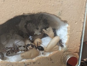 Le cocon ouvert (ainsi qu'une nouvelle grappe d’œufs), [Blog] Camponotus barbaricus de Mimiti
