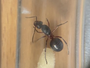 Formica pour identification, IMG_8566.jpeg