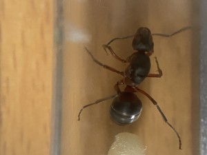 Formica pour identification, IMG_8568.jpeg