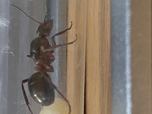 Formica pour identification, IMG_8567.jpeg