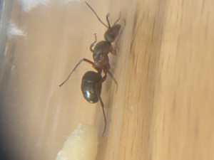 Formica pour identification, IMG_8569.jpeg