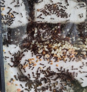 Mais où est-elle...?, [BLOG] Messor barbarus de Bouboulou