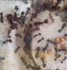 Ici !, [BLOG] Messor barbarus de Bouboulou