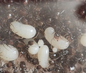 [BLOG] Messor barbarus de Bouboulou, IMG_20260428_114546.jpg