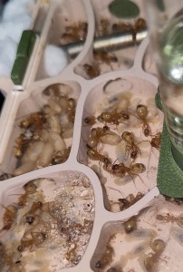Quelques cocons !, [BLOG] Camponotus sanctus de Bouboulou