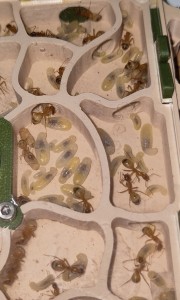 [BLOG] Camponotus sanctus de Bouboulou, IMG_20260428_110709.jpg