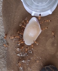 [BLOG] Camponotus sanctus de Bouboulou, IMG_20260428_112458.jpg