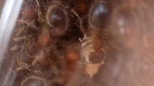 [Blog] Meranoplus bicolor de Lorette, 2026-04-30-12-15-35-790.jpeg