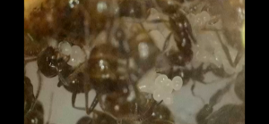 [Blog] Messor barbarus de Lorette, IMG_3378.png