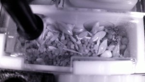 Messor barbarus : avis sur l'organisation et la taille de l'hébergement, fourmistv_2026-05-03T09-03-06-774Z.jpg