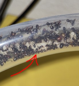 [BLOG] Messor barbarus de Bouboulou, IMG_20260504_192634~2.jpg