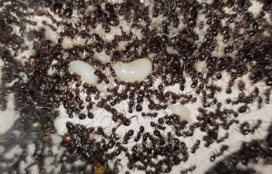 [BLOG] Messor barbarus de Bouboulou, IMG_20260504_192528.jpg