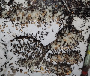 [BLOG] Messor barbarus de Bouboulou, IMG_20260504_192619.jpg