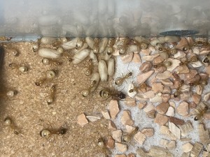 [Blog] Les Camponotus sanctus de Lorette, IMG_3430.jpeg