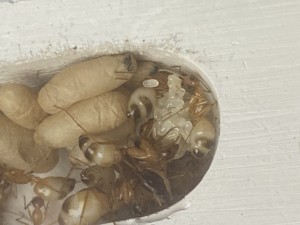 [Blog] Les Camponotus sanctus de Lorette, IMG_3426.jpeg