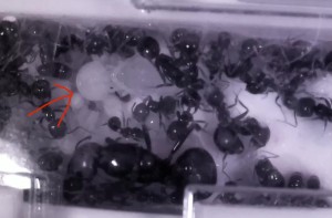 Messor barbarus : avis sur l'organisation et la taille de l'hébergement, fourmistv_2026-05-07T14-18-56-858Z.jpg
