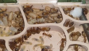 [BLOG] Camponotus sanctus de Bouboulou, IMG_20260506_143800.jpg