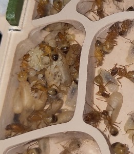 [BLOG] Camponotus sanctus de Bouboulou, IMG_20260503_200206.jpg