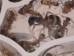 [BLOG] Camponotus sanctus de Bouboulou, IMG_20260507_122500.jpg