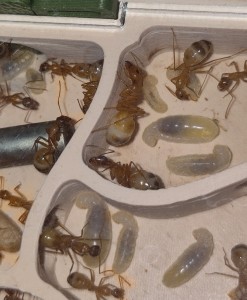 [BLOG] Camponotus sanctus de Bouboulou, IMG_20260506_143839.jpg