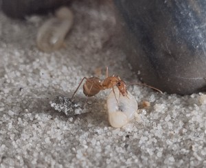 [BLOG] Camponotus sanctus de Bouboulou, IMG_20260505_135206.jpg