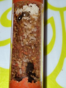 Le fond du 1er tube chambre de sa Majesté, [Blog] La petite aventure de la colonie de Lasius flavus de Salem