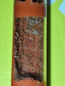 Le milieu du 1er tube avec quelques larves, [Blog] La petite aventure de la colonie de Lasius flavus de Salem