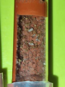 L'entrée du 1er tube, [Blog] La petite aventure de la colonie de Lasius flavus de Salem