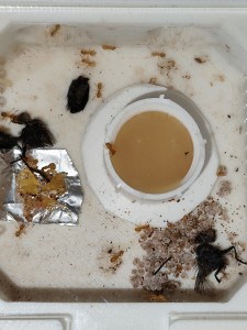 ADC, pseudo miellat, morceau de grosse mouche, poulet cru et resté d'oeufs d'araignées, vive les protéines !, [Blog] La petite aventure de la colonie de Lasius flavus de Salem