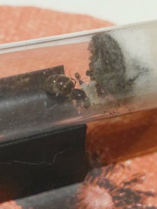 [Blog] Gynger, reine des Lasius niger d'Amandine, c23dcd7b-6158-4191-bae5-bf6e972d408c.jpg
