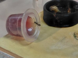 [Blog] Gynger, reine des Lasius niger d'Amandine, 044090a4-2a3f-43d1-8785-337b1875f82f.jpg