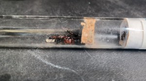 [Blog] Les Camponotus ligniperda et sa reine Loona de ugNuma, 20260508_130135.jpg