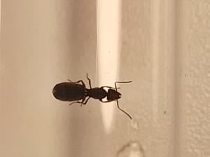[Tapinoma sp.] Tapinoma ?, IMG_20260509_194027.jpg