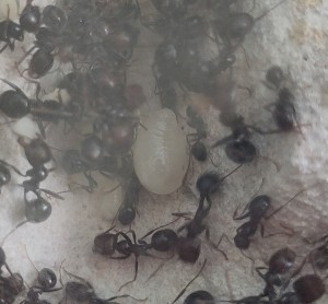 Celles-ci sont..., [BLOG] Messor barbarus de Bouboulou