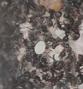 Toute petite larve ronde., [BLOG] Messor barbarus de Bouboulou