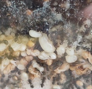 Une des deux plus grosses., [BLOG] Messor barbarus de Bouboulou