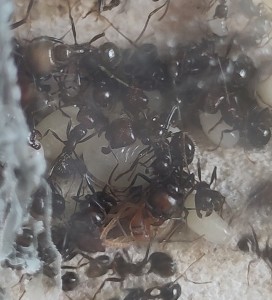 ...entre deux., [BLOG] Messor barbarus de Bouboulou
