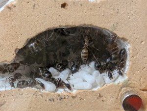 15/05/2026, [Blog] Camponotus barbaricus de Mimiti
