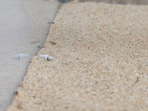 Le cocon blanc, [Blog] Camponotus barbaricus de Mimiti